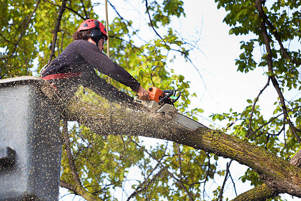 Professional Tree Service in Ashdown, AR